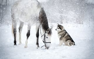 Картинка зима, хаски, снег, лошадь