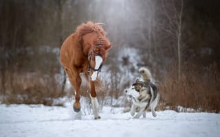 Картинка хаски, лошадь, собака, бег, снег