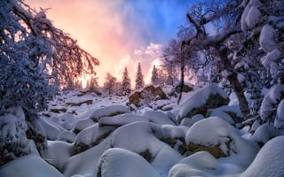 Картинка зима, ель, закат, снег