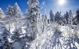 Обои зима, деревья, солнце, снег