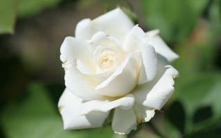 Картинка нежность, размытый, белая роза