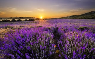 Обои природа, пейзаж, bloom, nature, цветение, landscape, lavender field, лавандовое поле