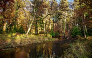 Картинка Река, Осень, Деревья