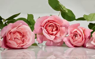 Обои розовый, розы, отражение