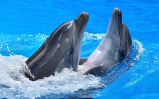 Картинка вода, дельфины, блики