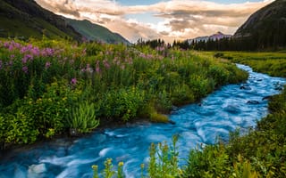 Картинка США, лето, Колорадо, закат, река, цветы, горы, пейзаж
