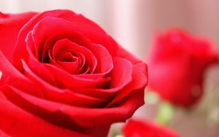 Картинка макро, Роза, сердцевина розы, лепестки роз, красная роза, розы всегда красивые, rose flower, крупная роза