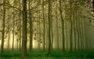 Картинка лес, роща, деревья, туман