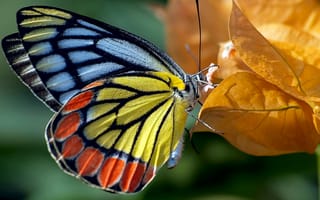 Картинка бабочка, природа, мотылек, цвет, осень, краски, листья