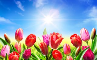 Картинка небо, солнце, colorul, fresh, sky, sunlight, весна, pink, цветы, meadow, tulips, spring, flowers, роса, капли, тюльпаны