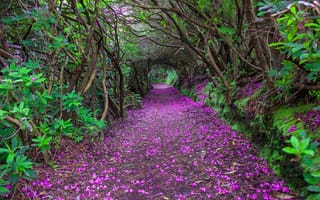Картинка kenmare, тоннель, Ирландия, кусты, деревья, ireland, аллея, лепестки, парк