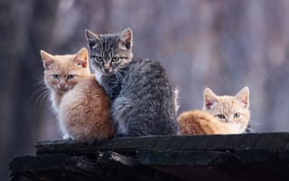Картинка рыжие, котята, коты, серый
