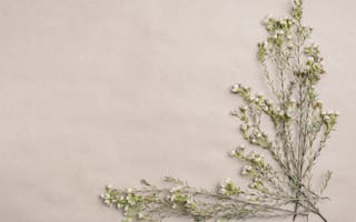 Картинка бумага, веточка, полевые цветы