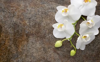 Картинка цветы, белая, flowers, orchid, white, орхидея, бутоны