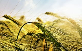 Картинка Пшеница, макро, поле, свет, колосья