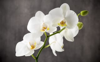 Картинка цветы, белая, flowers, orchid, бутоны, орхидея, white