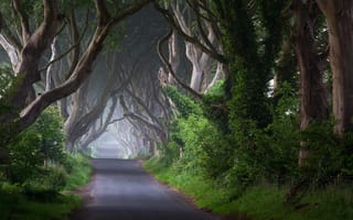 Картинка кусты, деревья, стволы, туман, Ирландия, дорога, утро, природа
