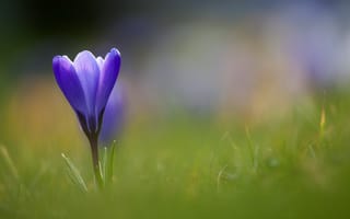 Картинка трава, синий, цветок, крокус