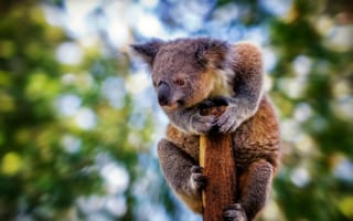 Картинка размытие, взгляд, коала