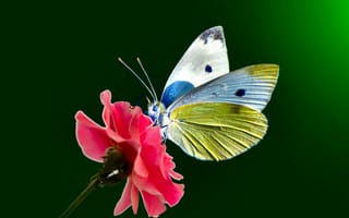 Картинка butterfly, усики, dots, open wings, antennae, точки, стебель, eye, flower, глаза, бабочки, открытые крылья, stalk, цветок, крылья, wings