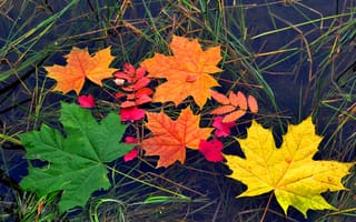 Картинка листья, вода, цвет, осень, клен