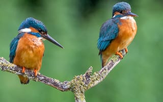Обои kingfisher, птица, клюв, цвет, ветка, зимородок, пара, перья