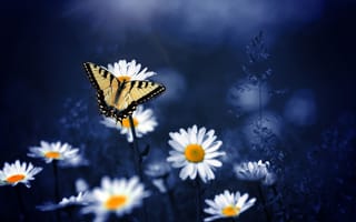Картинка бабочка, цветы, макро, ромашки, природа