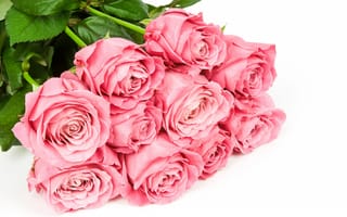 Картинка цветы, розы, белый фон, букет, розовые