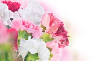 Картинка цветы, белые-розовые, листики, гвоздики