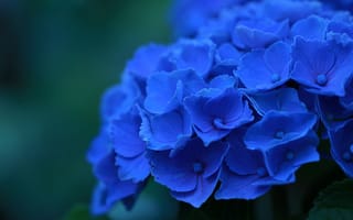 Картинка Гортензия, макро, цветы, синие, лепестки