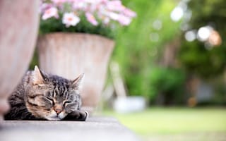 Картинка кошка, спит, лапа, цветы, вазон, морда, кот