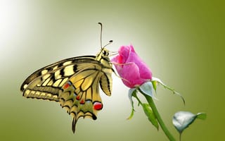 Картинка butterfly, rose, глаза, усики, antennae, оставить, крылья, eye, leave, stalk, бабочки, wings, розы, стебель