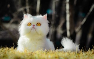 Картинка cat, кот, трава, eyes, bokeh, боке, желтые глаза, grass, yellow eyes, глаза