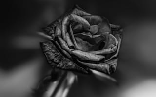 Картинка чёрная, роза, BLACK BEAUTY