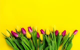 Картинка цветы, букет, purple, tulips, желтые, yellow, spring, colorful, flowers, fresh, тюльпаны