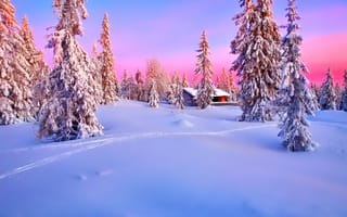 Картинка небо, снег, зарево, зима, дом, ель, закат, лес