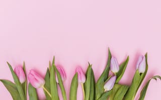 Картинка цветы, тюльпаны, tulips, розовые, flowers, pink, tender, spring, fresh