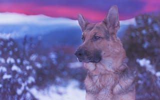 Картинка Немецкая овчарка, портрет, взгляд, морда, собака, боке