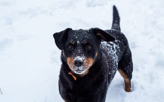 Обои зима, собака, снег, мороз