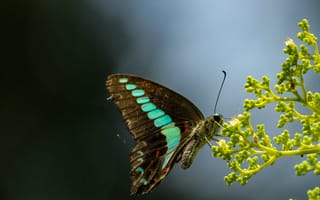 Картинка butterfly, усики, antennae, wing, eye, крыло, бабочка, buds, стебли, stalks, глаз, бутоны