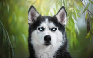 Картинка Хаски, собака, боке, взгляд, морда