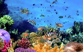 Картинка tropical, reef, коралловый риф, fishes, рыбки, подводный мир, coral, ocean, underwater