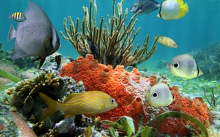Картинка tropical, рыбки, ocean, коралловый риф, reef, подводный мир, underwater, coral, океан, fishes
