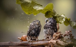 Картинка дождь, ветка, лист, совы