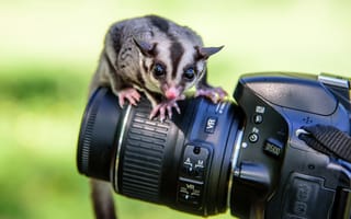 Картинка камера, животное, фотоаппарат