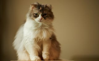 Картинка кошка, взгляд, пушистая