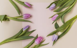 Картинка цветы, тюльпаны, fresh, flowers, pink, розовые, spring, tulips