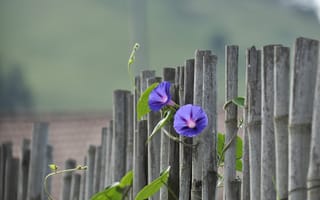 Картинка забор, вьюнок, цветы, боке