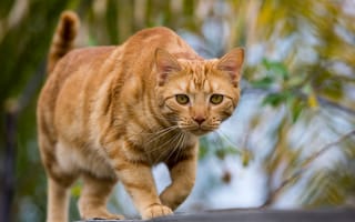 Картинка кот, взгляд, рыжий