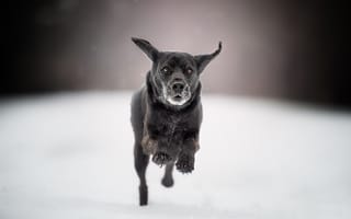 Обои снег, боке, собака, прогулка, бег